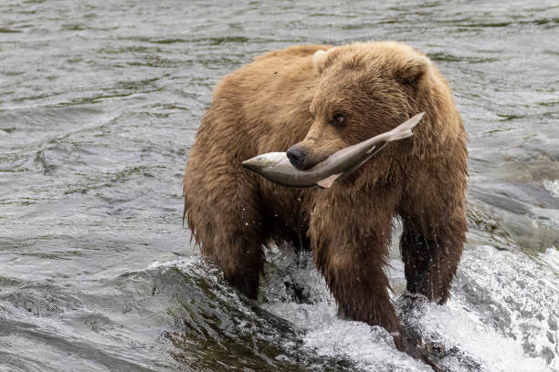 istock Coastal Brown Bear Fishing in Katmai 1486334781
