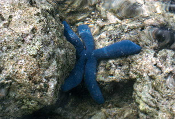 Guam - Tumon Bay - Blue Starfish on Coral Reef - 1972