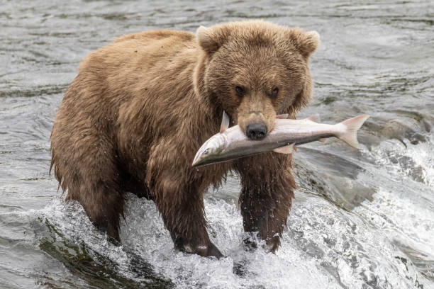 Coastal Brown Bear Fishing in Katmai