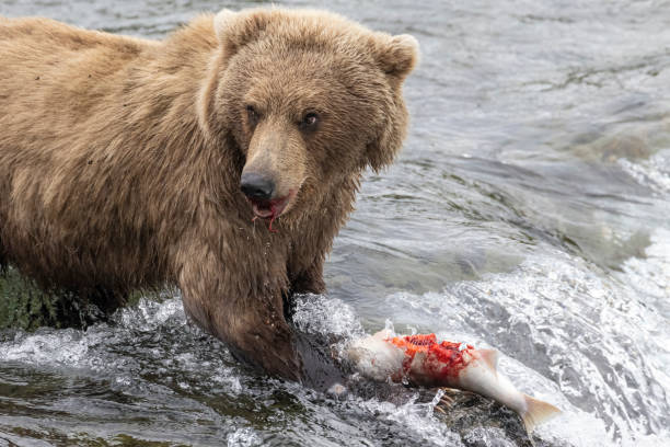 istock Coastal Brown Bear Fishing in Katmai 1486334939