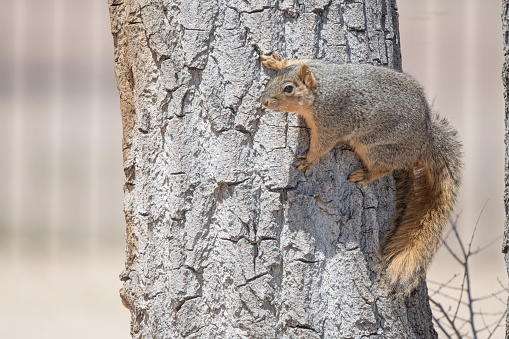 Squirrel posing on tree trunk in central Colorado USA, North America.