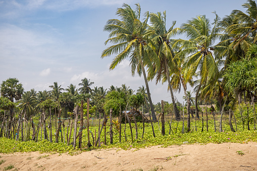 Trincomalee, Eastern Province, Sri Lanka - March 3rd 2023: Small field behind a homemade fence on the popular tropical beach north of the city