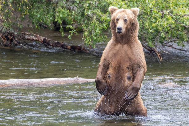 istock Wild Coastal Brown Bear Catching Fish in Katmai 1486336600