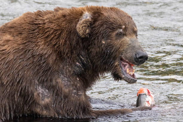 istock Wild Coastal Brown Bear Catching Fish in Katmai 1486336984