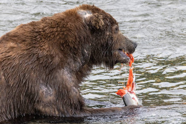 istock Wild Coastal Brown Bear Catching Fish in Katmai 1486336994