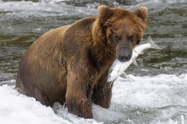 istock Wild Coastal Brown Bear Catching Fish in Katmai 1486337157