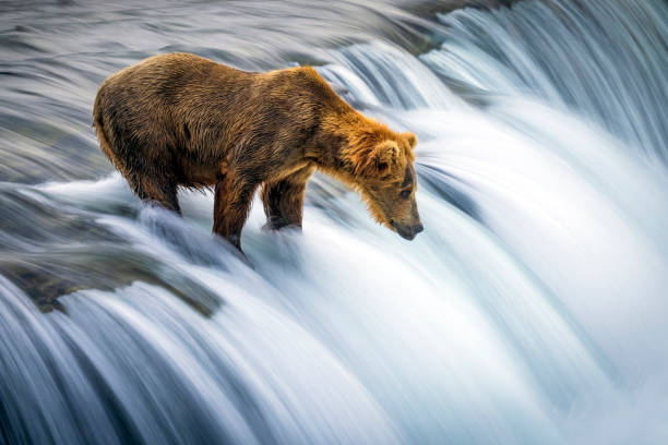 istock Wild Coastal Brown Bear Catching Fish in Katmai 1486337295