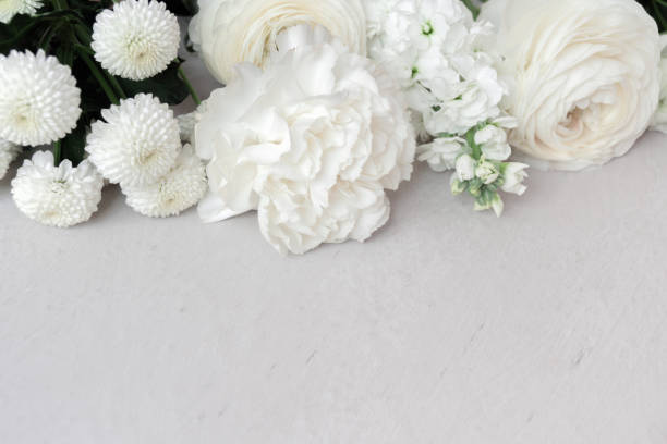 istock White flowers on light gray background with copy space. Template for text. 1486337356