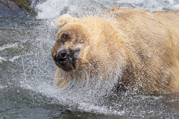 istock Wild Coastal Brown Bear Catching Fish in Katmai 1486338924