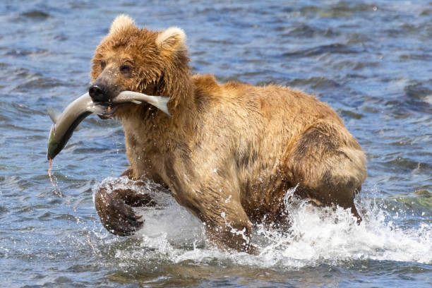 istock Wild Coastal Brown Bear Catching Fish in Katmai 1486339042
