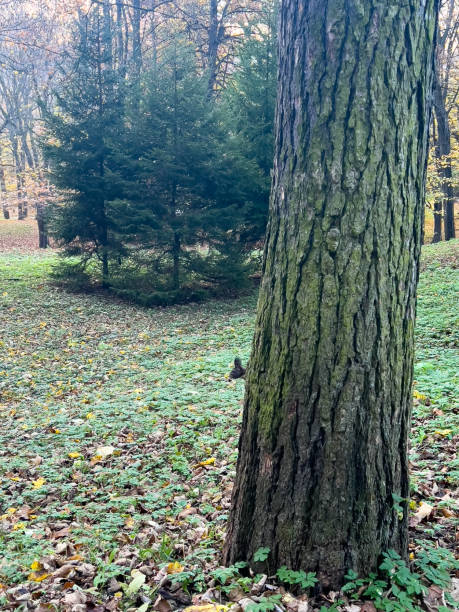 istock Squirrels playing in the city park. 1486339072