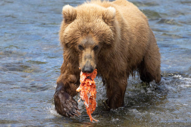 istock Wild Coastal Brown Bear Catching Fish in Katmai 1486339132