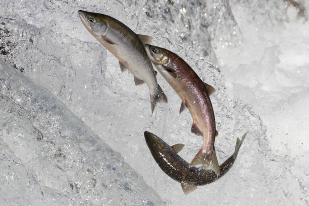istock Wild Salmon Jumping Up Brooks Falls 1486339174