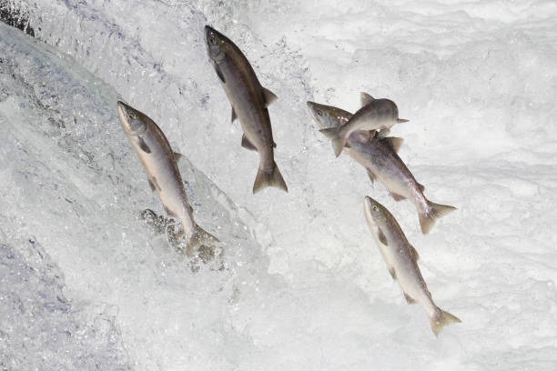 Wild Salmon Jumping Up Brooks Falls