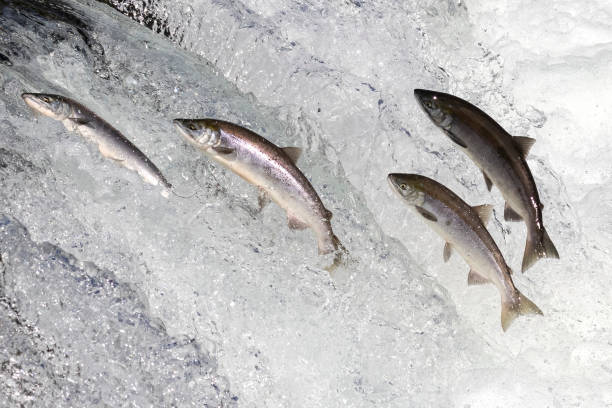 istock Wild Salmon Jumping Up Brooks Falls 1486339184