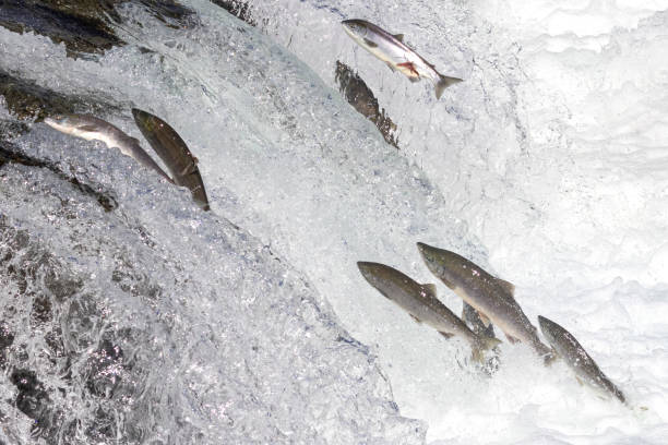 istock Wild Salmon Jumping Up Brooks Falls 1486339278