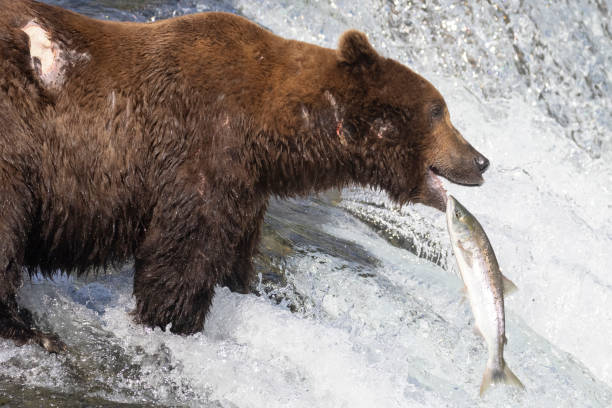 istock Wild Coastal Brown Bear Catching Fish in Katmai 1486339404