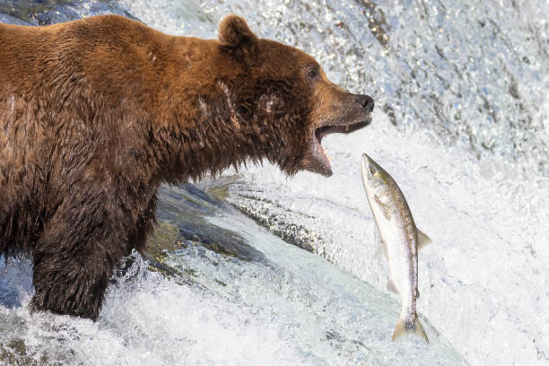 istock Wild Coastal Brown Bear Catching Fish in Katmai 1486339405
