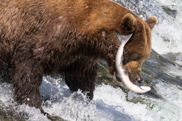 istock Wild Coastal Brown Bear Catching Fish in Katmai 1486339406