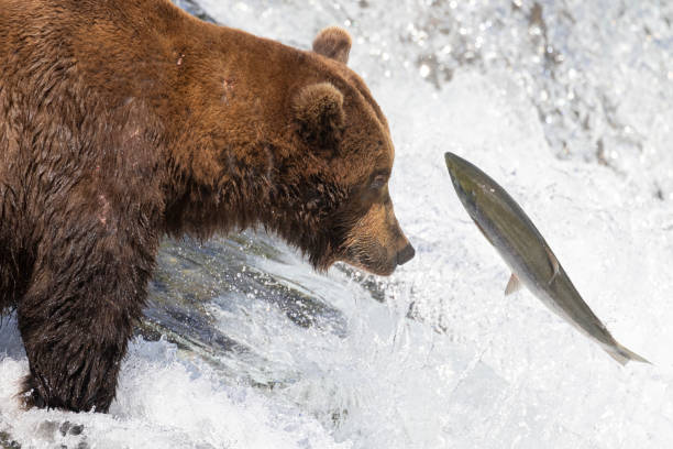 istock Wild Coastal Brown Bear Catching Fish in Katmai 1486339595