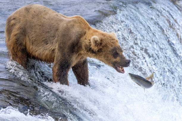 istock Wild Coastal Brown Bear Catching Fish in Katmai 1486339634