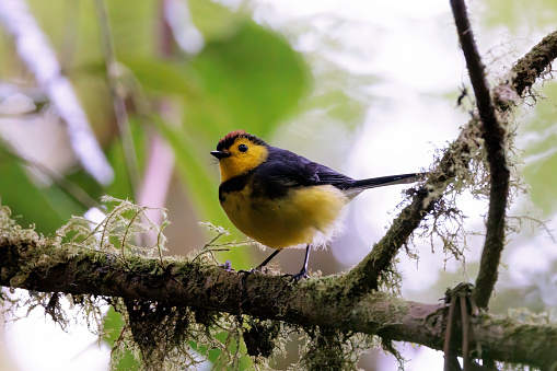 collared redstart / collared whitestart (Myioborus torquatus) perching on a branch in Curi cancha reserve, Costa Rica