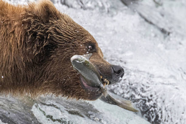 istock Wild Coastal Brown Bear Catching Fish in Katmai 1486339733