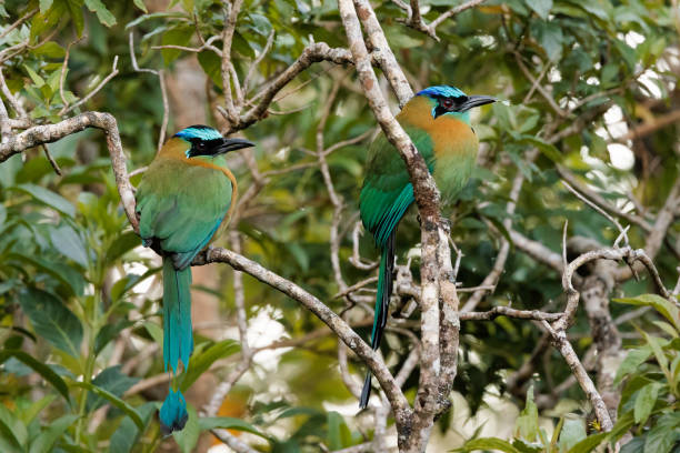 Couple of beautiful Lesson's motmots (Momotus lessonii) perching on branches near Santa Elena cloud forest in Costa Rica Couple of beautiful Lesson's motmots (Momotus lessonii) perching on branches near Santa Elena cloud forest in Costa Rica motmot stock pictures, royalty-free photos & images