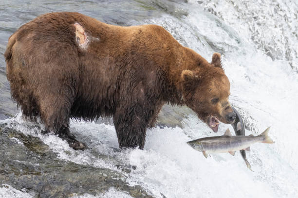 istock Wild Coastal Brown Bear Catching Fish in Katmai 1486339743