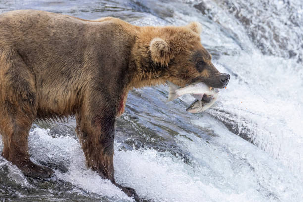 istock Wild Coastal Brown Bear Catching Fish in Katmai 1486339748