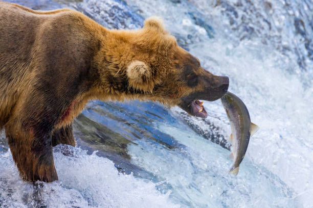 istock Wild Coastal Brown Bear Catching Fish in Katmai 1486339749
