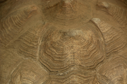 Biology: African spurred tortoise shell in full frame composition.