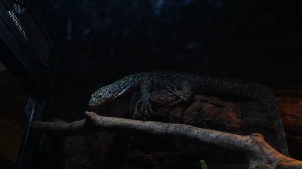 istock Monitor lizard in a cage at the zoo 1486339787