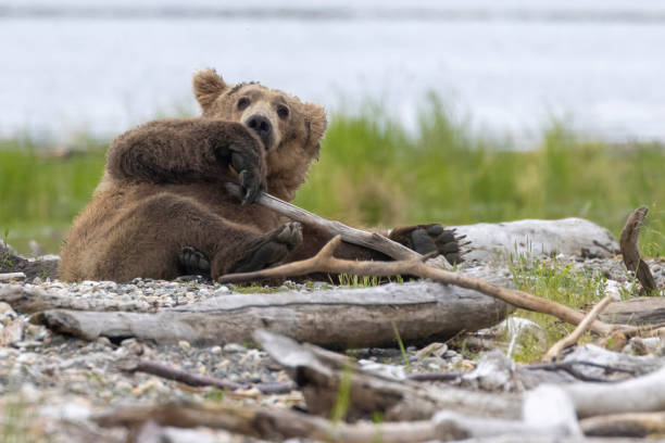 istock Wild Coastal Brown Bear Catching Fish in Katmai 1486339871
