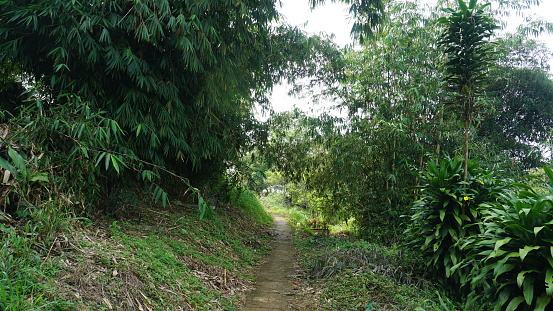 Footpath among the lush foliage in the countryside in day, countryside road, local footpath