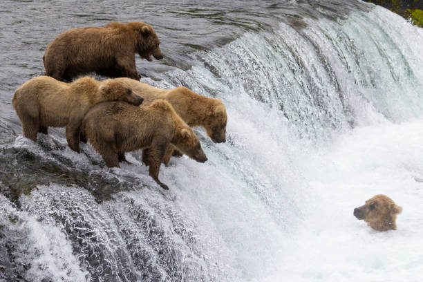 istock Wild Coastal Brown Bear Catching Fish in Katmai 1486340949