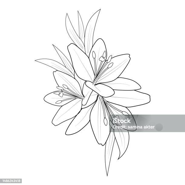 Outline Lily Flower Tattoo Designs Realistic Lily Drawing Realistic Lily Flower Sketch Outline Realistic Lily Drawing Lily Flower Bouquet Drawing Lily Flower Bouquet Simple Lily Bouquet Drawing Stock Illustration - Download Image outline-lily-flower-tattoo-designs-realistic-lily-drawing-realistic-lily-flower-sketch-outline-realistic-lily-drawing-lily-flower-bouquet-drawing-lily-flower-bouquet-simple-lily-bouquet-drawing-stock-illustration-download-image
