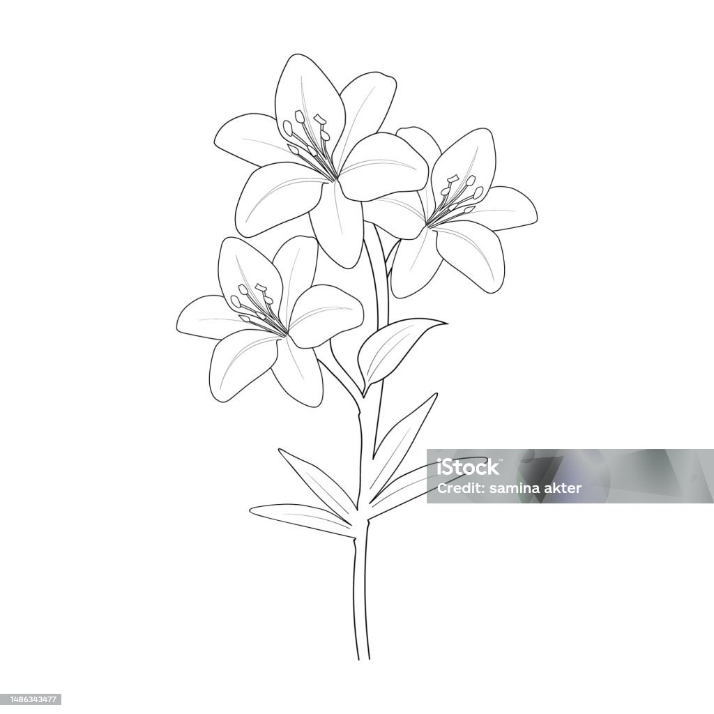 Simple Lily Bouquet Drawing Lily Flower Pencil Art Lily Flower ...