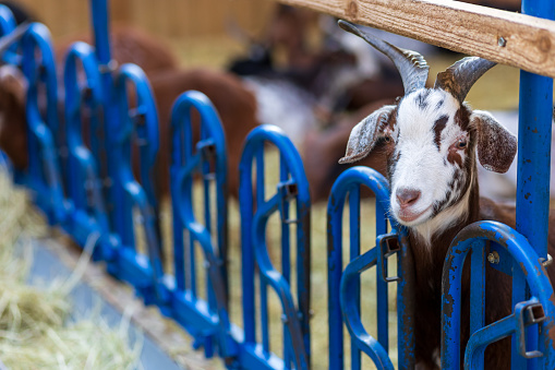 A few goats in a stall on a farm.