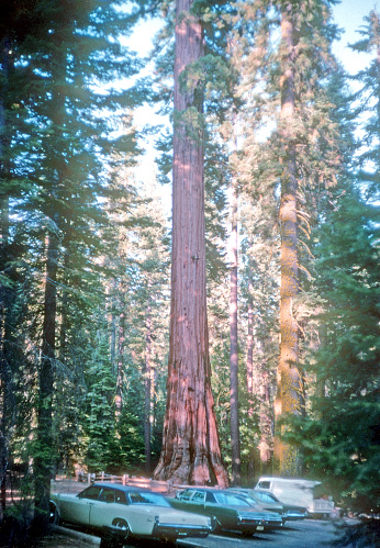 California, United States  - 1969: Vintage Nikon film scan photograph of the giant redwood trees in the redwood national park in California with vintage cars parked in front.