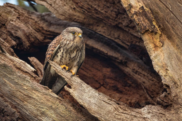 Kestrel with adopted dead tree as a nest Kestrel with adopted dead tree as a nest ready to breed portrait of common kestrel falco tinnunculus a bird of prey stock pictures, royalty-free photos & images