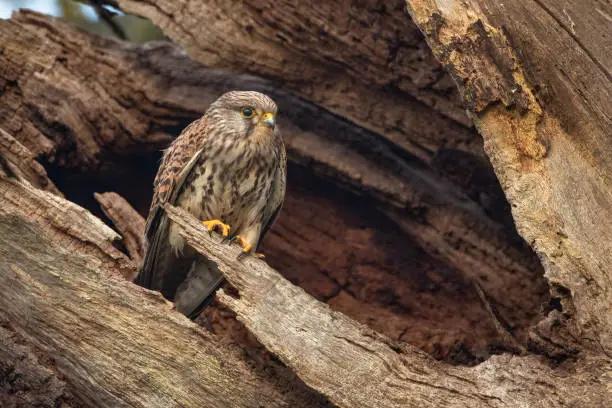 Kestrel with adopted dead tree as a nest ready to breed