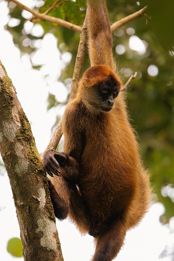 Black spider monkey (Simia paniscus) resting in a treel in Corcovado national park rainforest, Osa peninsula, Costa Rica