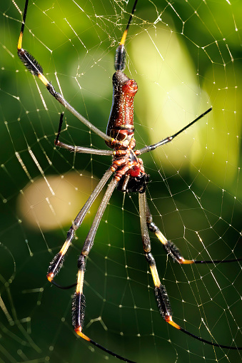 Golden silk spider (Trichonephila clavipes) standing on its net in Tortugero field, Costa Rica