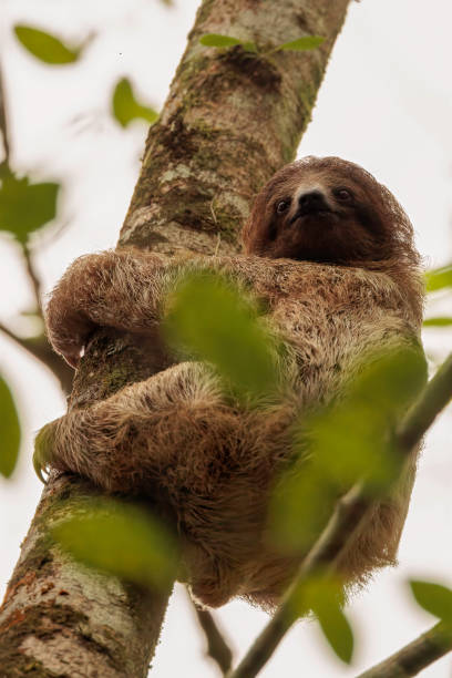 preguiça juvenil de três dedos (bradypus tridactylus) descendo uma árvore em las horquetas, sarapiqui, costa rica - tridactylus - fotografias e filmes do acervo