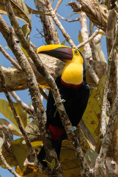 istock Costa Rican Toucan 1486349258