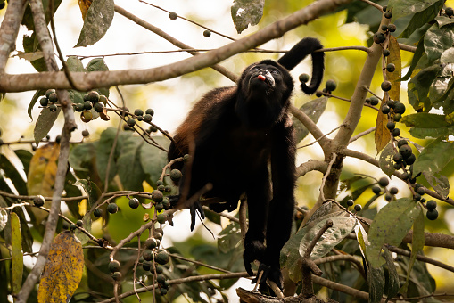 Spider monkey (Simia paniscus) perching on branches in Corcovado national park rainforest during a sunny day, Costa Rica