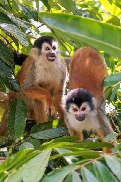 istock Central American Squirrel monkey (Saimiri oerstedii) perching on a branch in the rainforest, Corcovado national park Costa Rica 1486349483