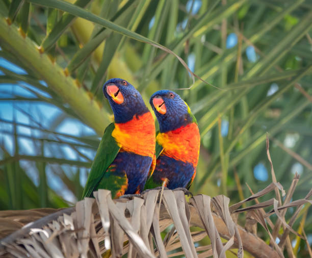 Rainbow lorikeet (Trichoglossus moluccanus) perched on a palm tree, Gold Coast, Queensland, Australia Rainbow lorikeet (Trichoglossus moluccanus) perched on a palm tree, Gold Coast, Queensland, Australia lorikeet stock pictures, royalty-free photos & images