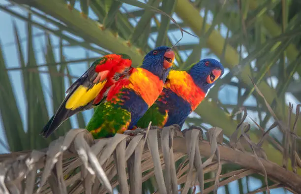 Photo of Rainbow lorikeet (Trichoglossus moluccanus) perched on a palm tree, Gold Coast, Queensland, Australia